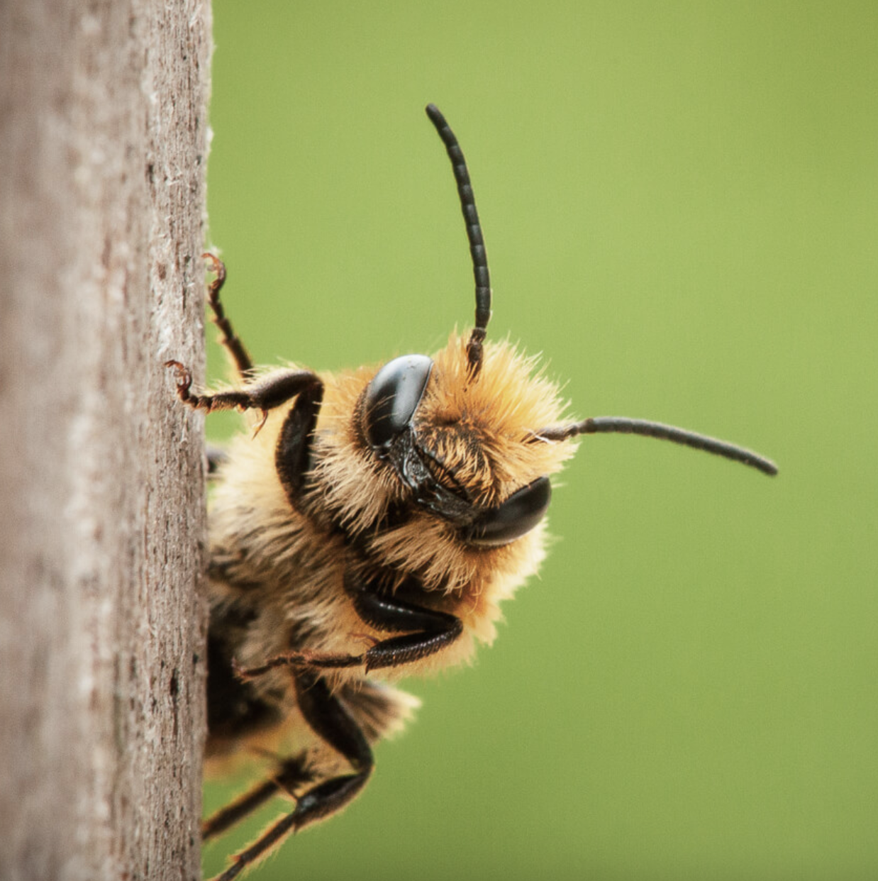 Bees Are Abuzz